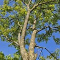 Amelanchier lamarckii - Foto 5