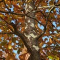 Fagus sylvatica 'Atropunicea' - 1