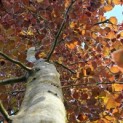 Fagus sylvatica 'Atropunicea' - 3
