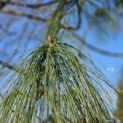 Pinus wallichiana - 3