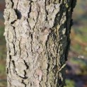 Pinus wallichiana - 2