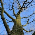 Tilia Tomentosa - 1