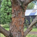 Pinus sylvestris - 4