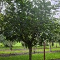 Syringa x josiflexa 'Agnes Smith' - Foto 2
