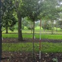 Syringa x josiflexa 'Agnes Smith' - Foto 3