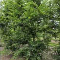Carpinus betulus - 2