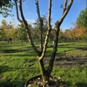Prunus domestica Reine Claude 'Verte' - 2