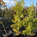 Ginkgo biloba fastigiata 'Blagon' - 1