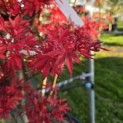 Acer palmatum 'Skeeter's Broom' - 1