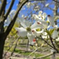 Cornus Florida 'Rainbow' - 3