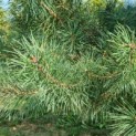 Pinus sylvestris - Grove den naalden
