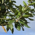 Quercus ilex - 1
