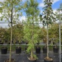 Taxodium distichum 'Shawnee Brave' - Foto 1