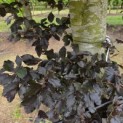 Fagus sylvatica 'Atropunicea' - juni 2026