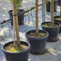 Pinus sylvestris - Foto 3