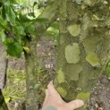 Platanus x Hispanica - 3