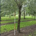 Salix Alba - september 2026