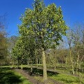 Tilia Tomentosa - 4
