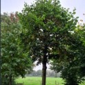 Tilia Tomentosa - 2024