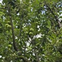 Malus domestica 'Notaris' - Foto 2