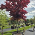 Acer palmatum 'Bloodgood' - 2