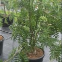 Sorbus 'Dodong' - Foto 1
