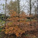 Fagus sylvatica - Foto 2