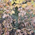 Fagus sylvatica - Foto 4