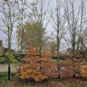 Fagus sylvatica - Foto 3