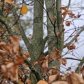 Fagus sylvatica - Foto 5