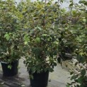 Viburnum plicatum 'Popcorn' - Foto 2