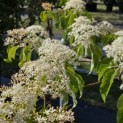Cornus controversa - 2
