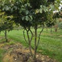 Parrotia persica - 5