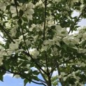 Cornus kousa 'Venus' - 7