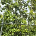 Quercus ilex - 2