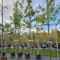 Prunus domestica d' Althan - Foto 1