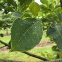 Magnolia 'Spectrum' - 3