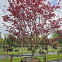 Acer palmatum 'Bloodgood' - 3