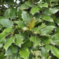 Ilex altaclerensis 'Camelliifolia' - 3