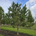 Pinus nigra 'Nigra' - 3