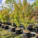 Acer palmatum 'Seiryu' - Foto 2