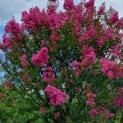Lagerstroemia indica 'Rosea' - 1