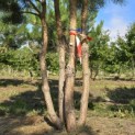 Pinus sylvestris - 2