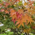 Acer palmatum - 2