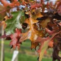 Quercus Palustris - 5