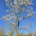 Amelanchier lamarckii - Foto 8