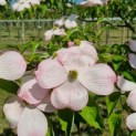 Cornus kousa 'Stellar Pink' - Foto 2