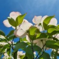 Cornus kousa 'Stellar Pink' - Foto 5