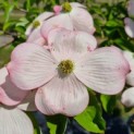 Cornus kousa 'Stellar Pink' - Foto 1