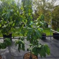 Asimina Triloba - 3